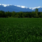 20 Acres for Sale in Sequim WA with view of Olympic Peninsula